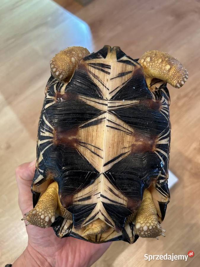 ŻÓŁW PROMIENISTY Astrochelys radiata podkarpackie Rzeszów