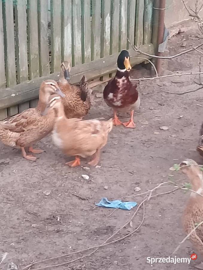 Sprzedam kaczki staropolskie