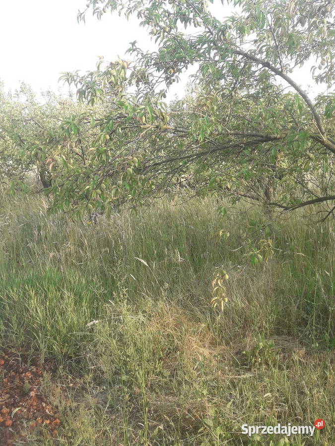 Koszenie wykaszanie usługi ogrodnicze Poznań ogród