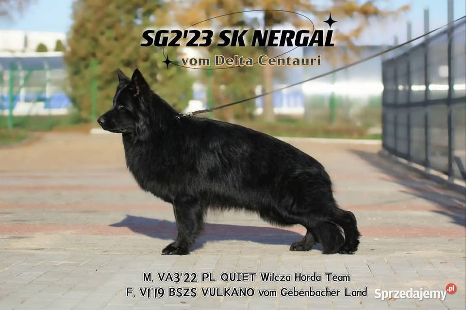 szczeniaki owczarki niemieckie długowłose ZKwP sprzedam