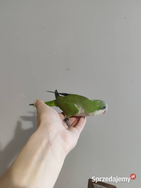 Papugi ręcznie karmione