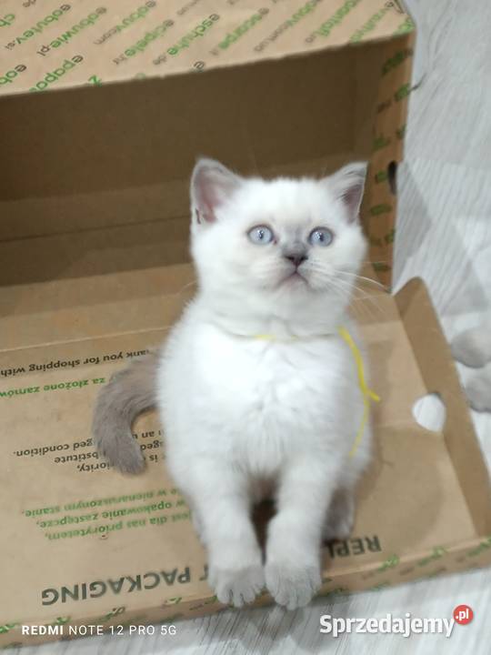 Kotki koty brytyjskie Brytyjski Łask