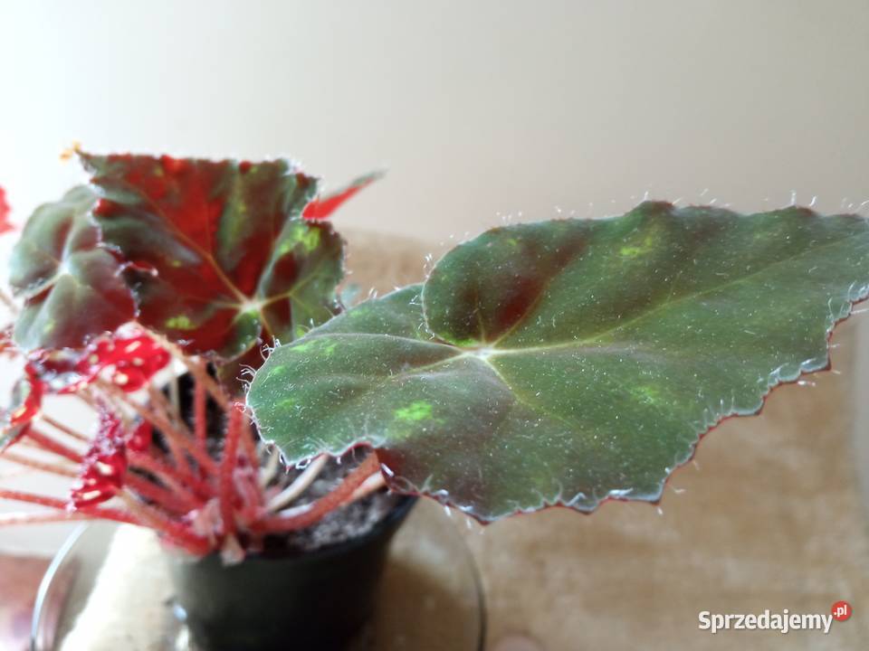 Piękne syngonium 10