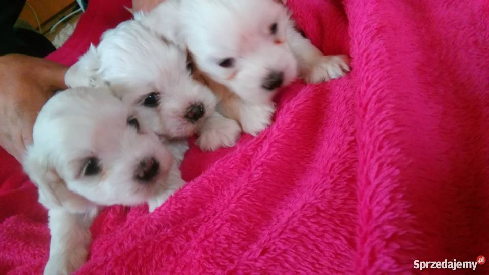 Sprzedam maltanczyki Nowy Targ