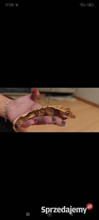 Gekon orzęsiony z wyposażonym terrarium Zamość