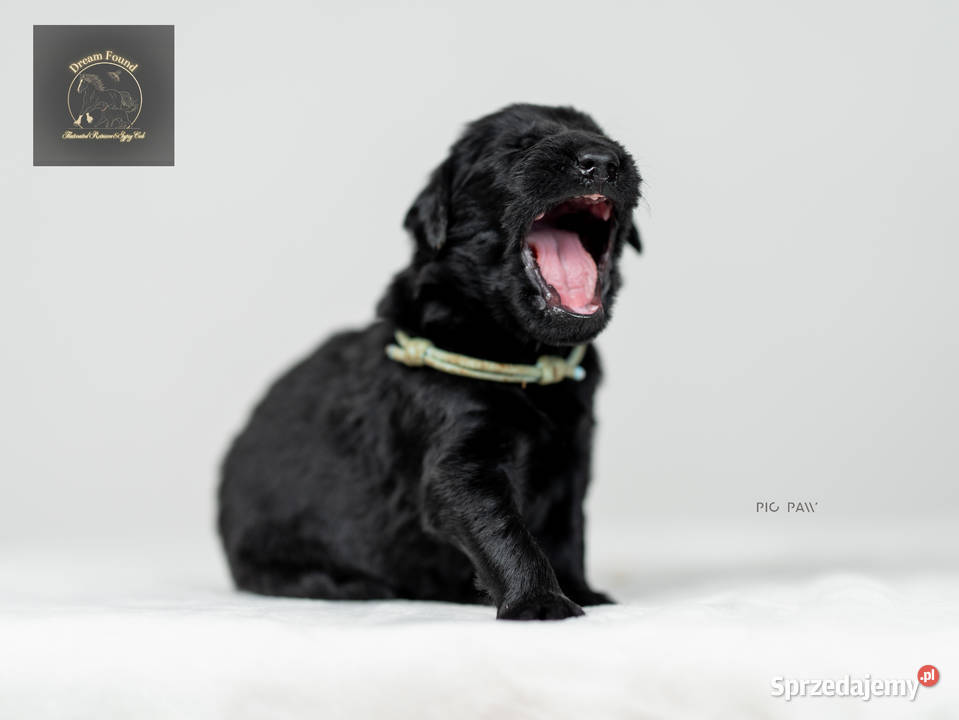 Flat Coated Retriever - domowa hodowla FCI