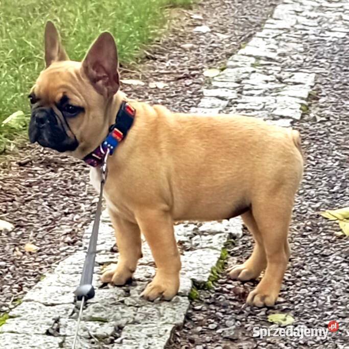 Buldog francuski suczka WIKI ZKwP FCI 3 miesiące Świdnik