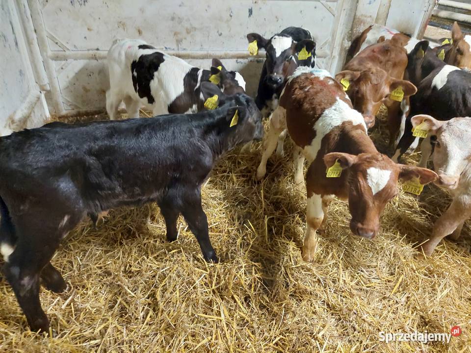 Byczki Jałoszki Cielęta Sprzedam Łeczna lubelskie sprzedam