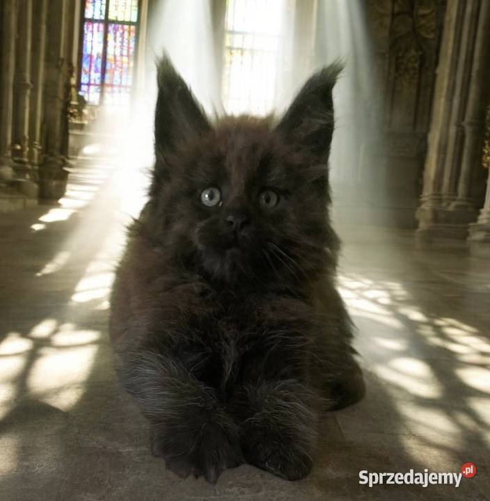 Maine Coon kocięta dolnośląskie Wińsko