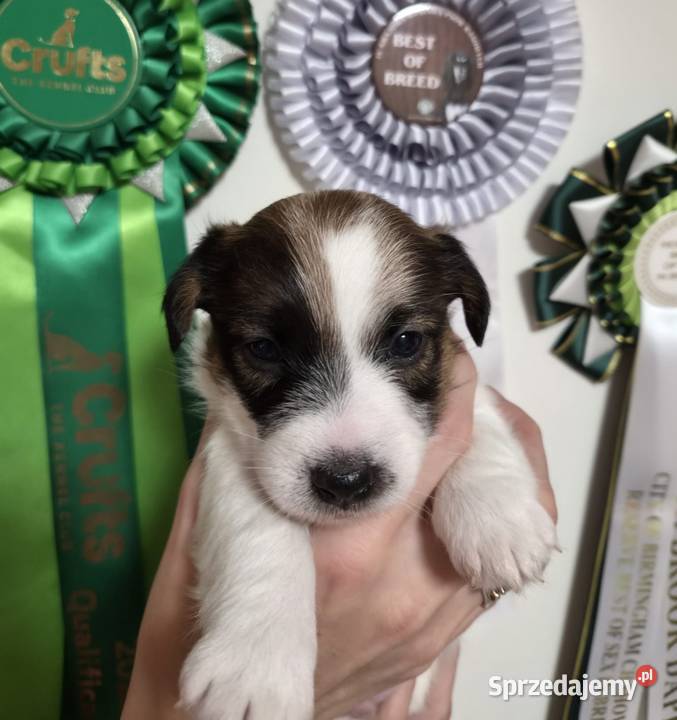 Szczenięta Jack Russell Terrier rodowód linia mazowieckie Magdalenka sprzedam