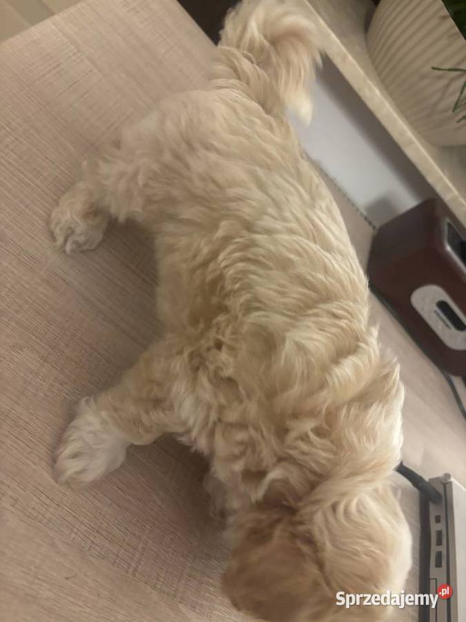 Maltipoo piesek biszkoptowy F1 Częstochowa