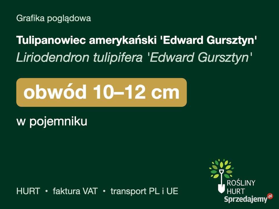 Tulipanowiec amerykański Edward Gursztyn obw