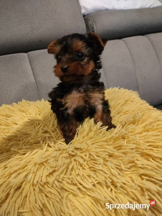 Suczka Yorkshire terrier gotowa do zamiany domu kujawsko-pomorskie Dobrzejewice