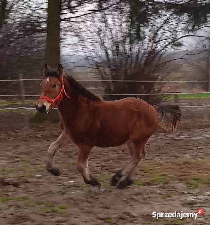 Ogierek zimnokrwisty Turobin sprzedam