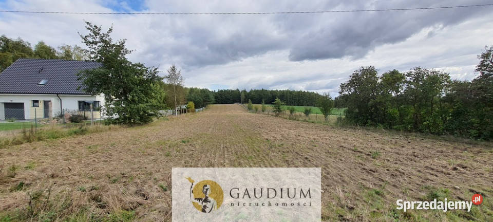 Koteże działka tuż lesie asfalt