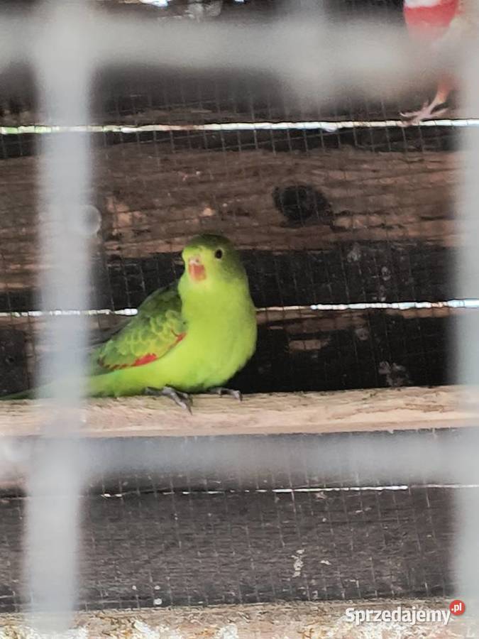 Papuga czerwonoskrzydła Czerwionka-Leszczyny sprzedam