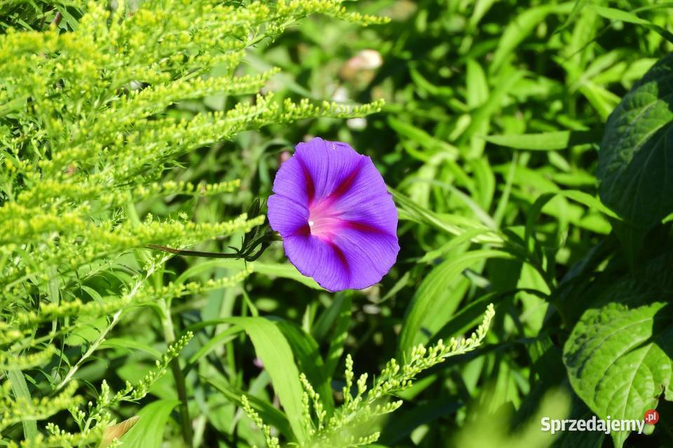 Nikon Coolpix B700 20 Mpix60x optzoom4KRAW Aparaty Pabianice sprzedam