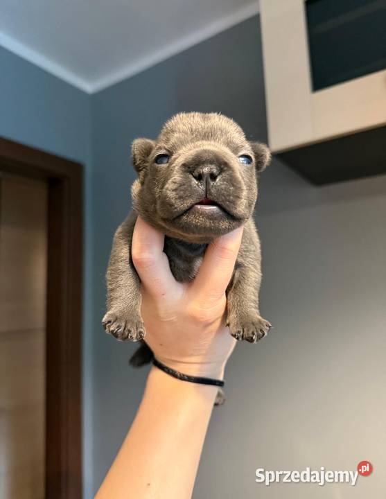 Suczka buldog francuski gotowa do odbioru Buldog Bielany Wrocławskie