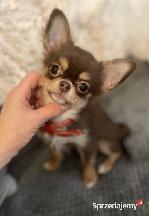 Mini sunia 15 Czekolada Chihuahua długowłosa Chihuahua Trzebnica