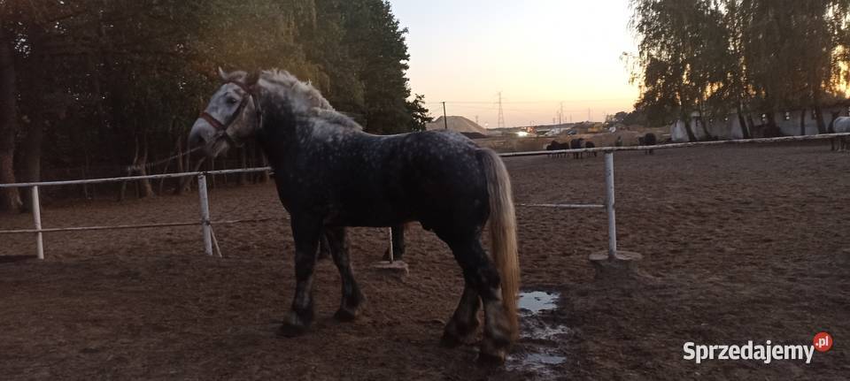 Sprzedam Ogiera zimnokrwistego Ujrzanów