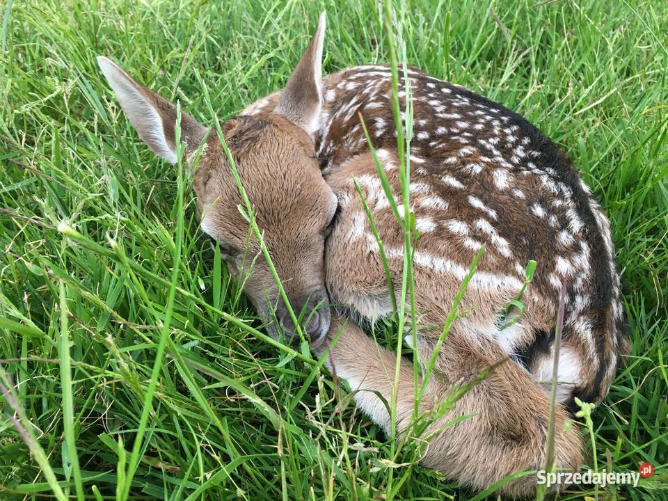 Daniele, Łanie, Byki, Byczki, Cielaki, Łopatacze