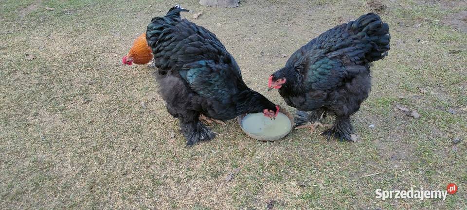 Kochany olbrzymie Tokarówka