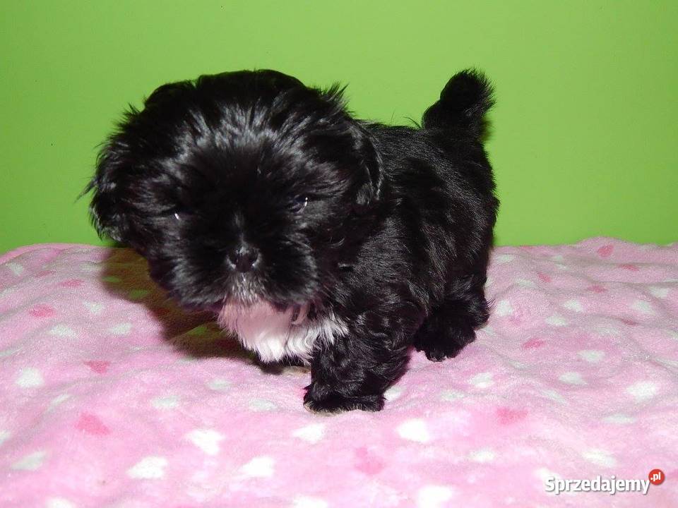 Shih Tzu Prześliczne Biało Czarne i Czarne Olkusz