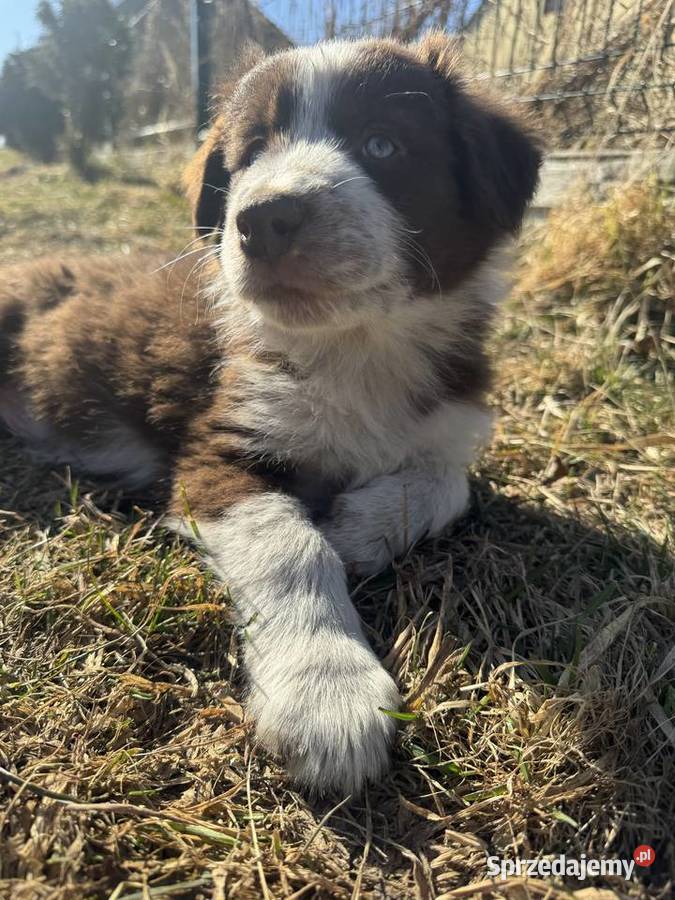 Szczeniaki Border Collie z rodowodem gotowe do Pajęczno sprzedam