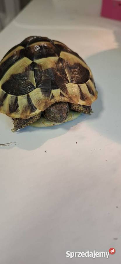 Żółw grecki lądowy małopolskie Kraków