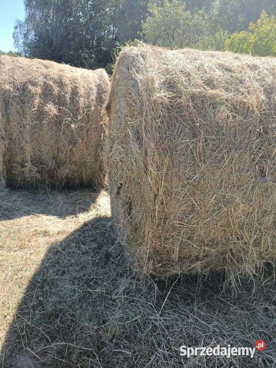 siano bele 150 duże Biała Podlaska