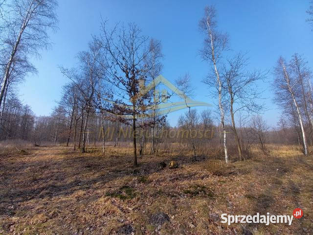 sprzedaży działki 6000m2 Budy Michałowskie prąd