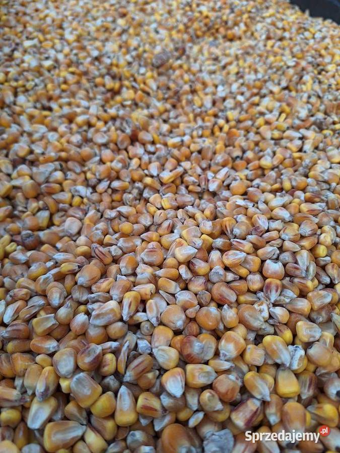 Pszenica Kukurydza workowana 25 Ornontowice