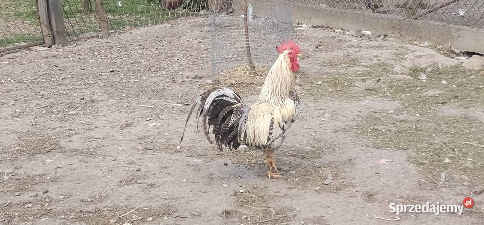 Koguty 2025 śląskie
