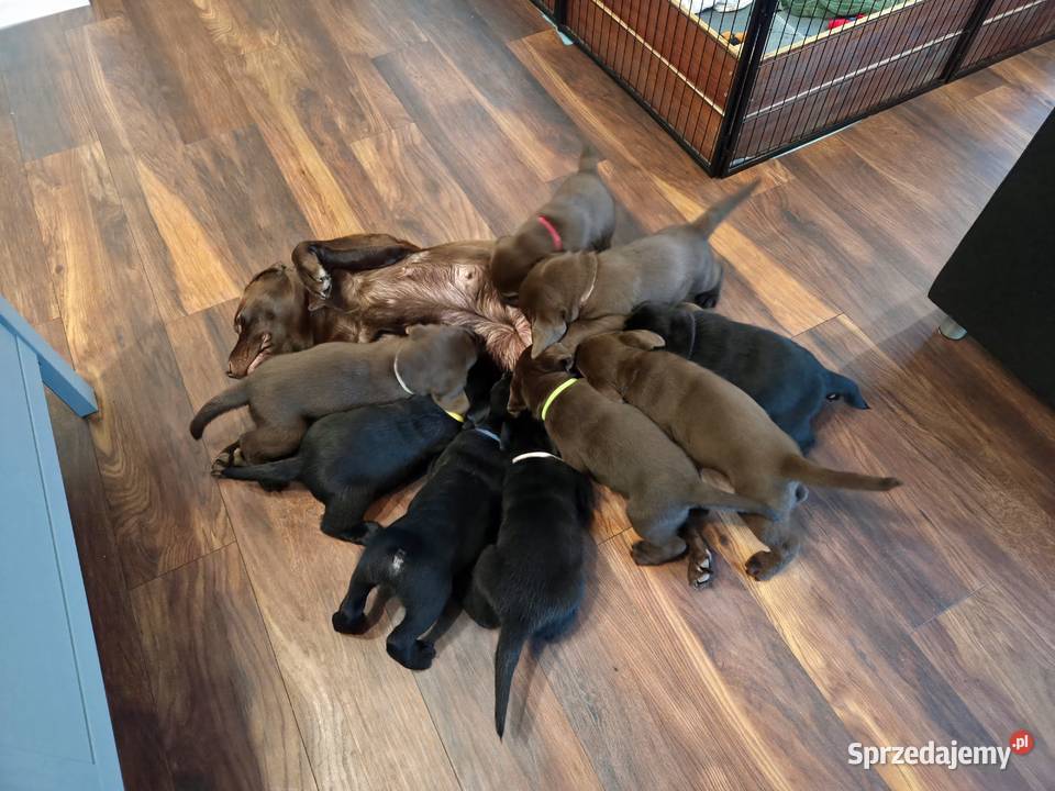 Labrador Retriever ZKwP FCI Szczenięta Lniano sprzedam