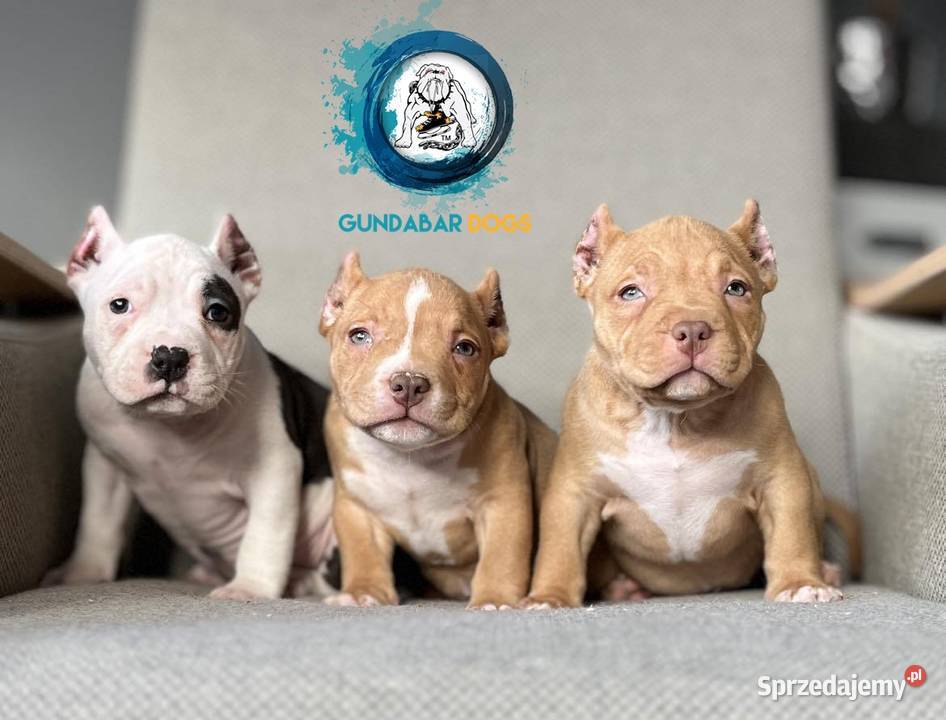 American Bully ABKC Gundabar Dogs suczka
