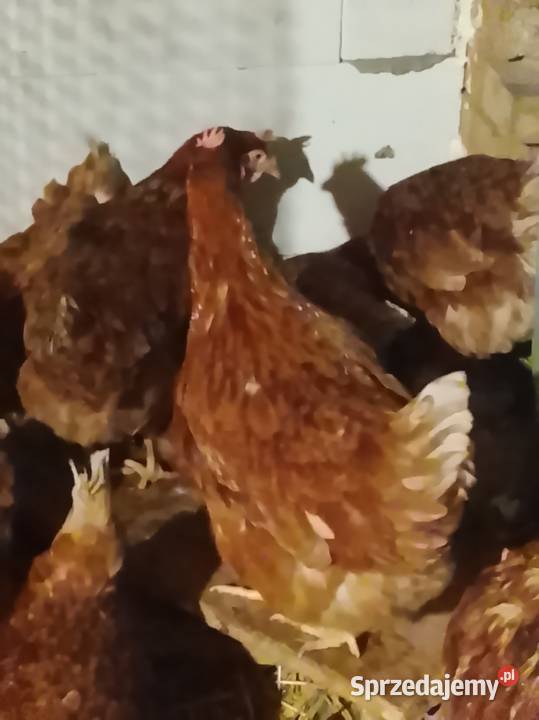 Kurki nioski młode wiejskie Lubiszyn