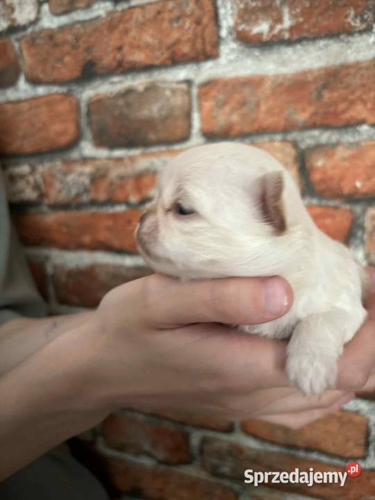 Chihuahua długowłosy chłopiec Strzelce Opolskie