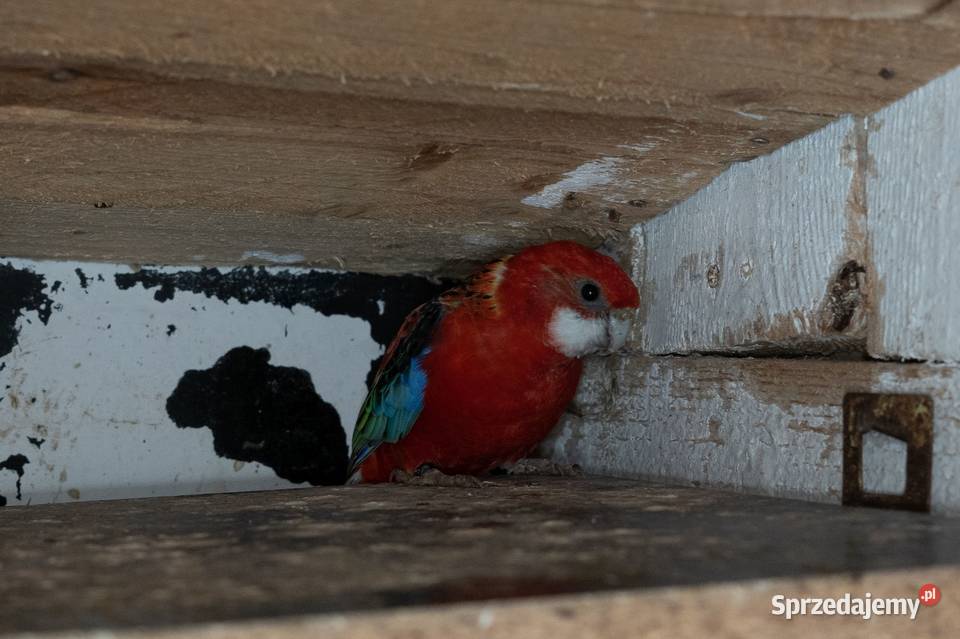Sprzedam Rozelle Białolica para Chmielnik