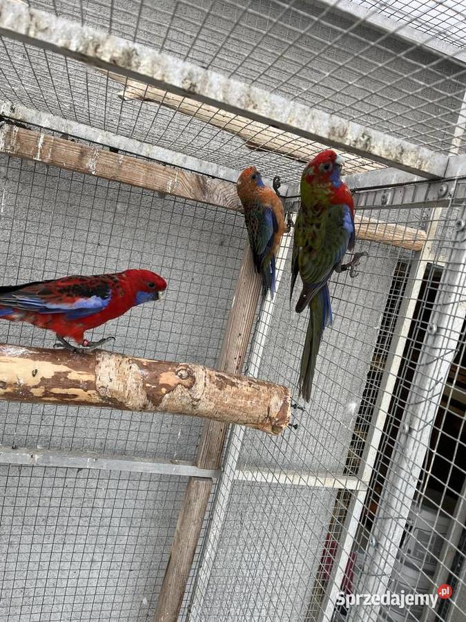 Rozelle królewskie śląskie Sośnicowice