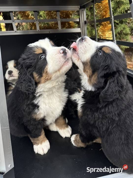 Piękna sunia Berneński Pies Pasterski z Nowy Sącz sprzedam