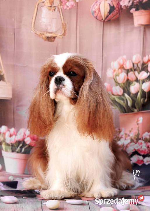 Cavalier King Charles Spaniel Koziegłowy