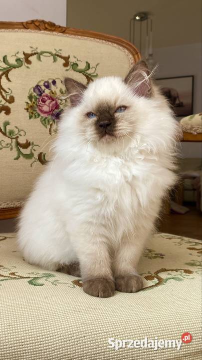 Kotki ragdoll gotowe do odbioru mazowieckie Grodzisk Mazowiecki