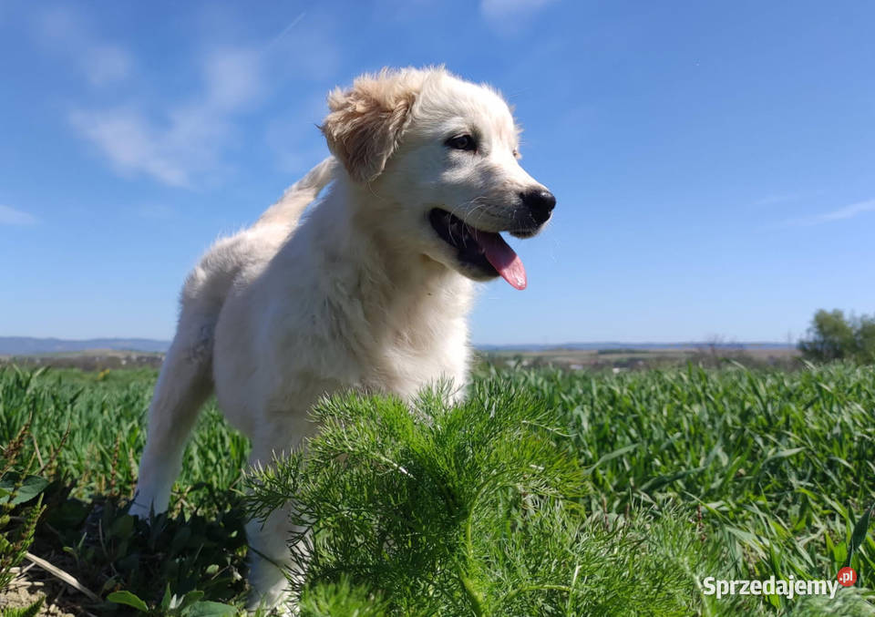 Rasowa suczka XJA eered Border Collie z pełną Iwonicz