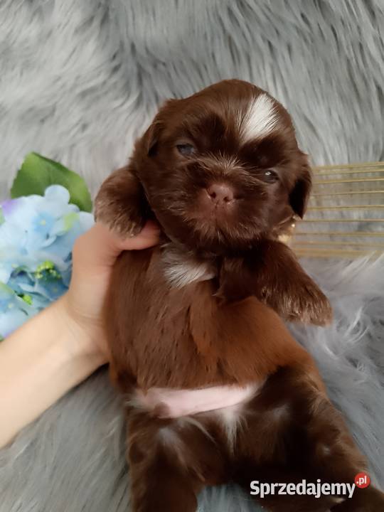 Piękny czekoladowy piesek rasy ShihTzu Kępno