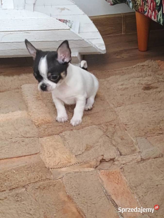 Chihuahua chłopiec DOLAR