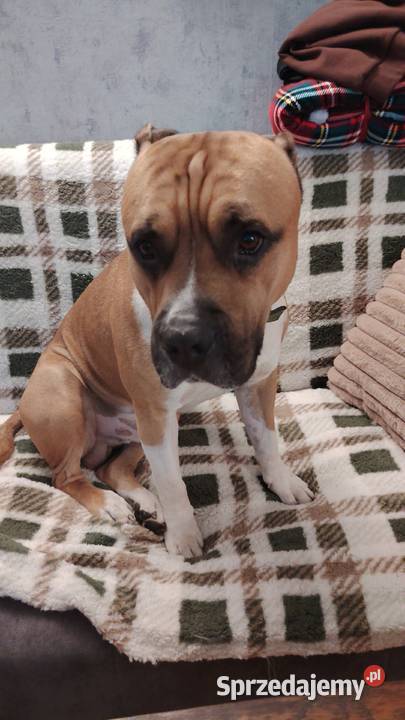 Piękny amstaff Dzierżoniów
