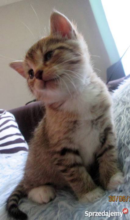 Mały śliczny Kiciuś do adopcji lubelskie Lublin