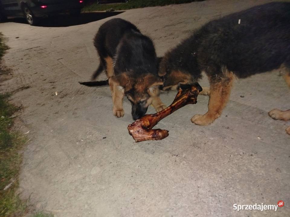 Szczeniaki owczarka niemieckiego