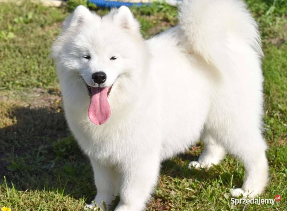 Samoyed szczeniak samiec do odbioru Sesto Senso