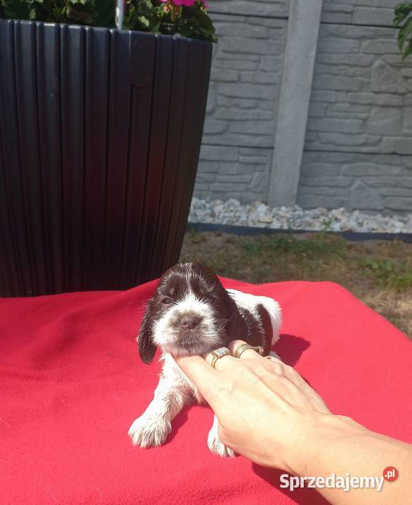Cocker Spaniel Angielski Suczka Jutrosin
